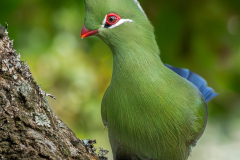 Knysna Turaco