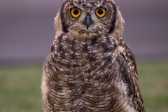 Spotted Eagle Owl (Juv.)