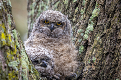 Spotted Eagle Owl chicks