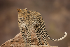 Samburu040828_Q1T3517