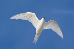 White Tern in flight