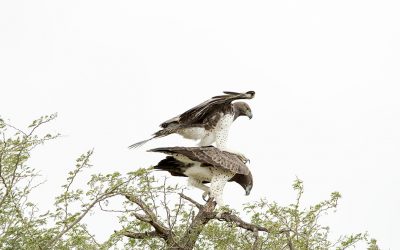 Mating Martial Eagles