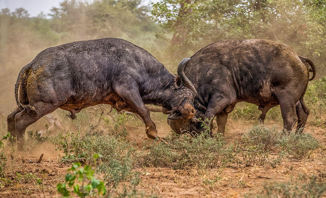 Dust up between two African Buffalo