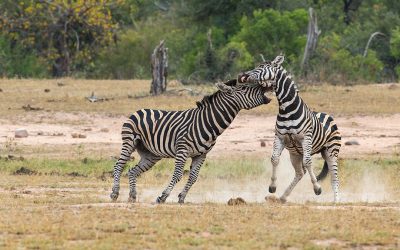 Zebras Rutting in the Kruger National Park