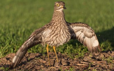 Hatching of the Spotted Thick-knees