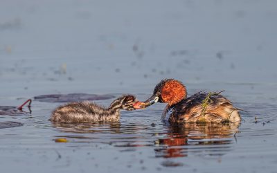 A Breeding Pair of Little Grebes