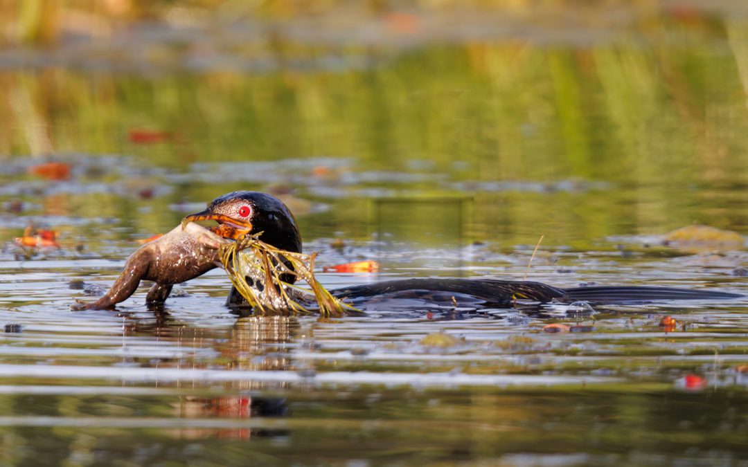 Reed Cormorant Catching a Frog