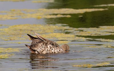 Mating Behaviour of Yellow-billed Ducks