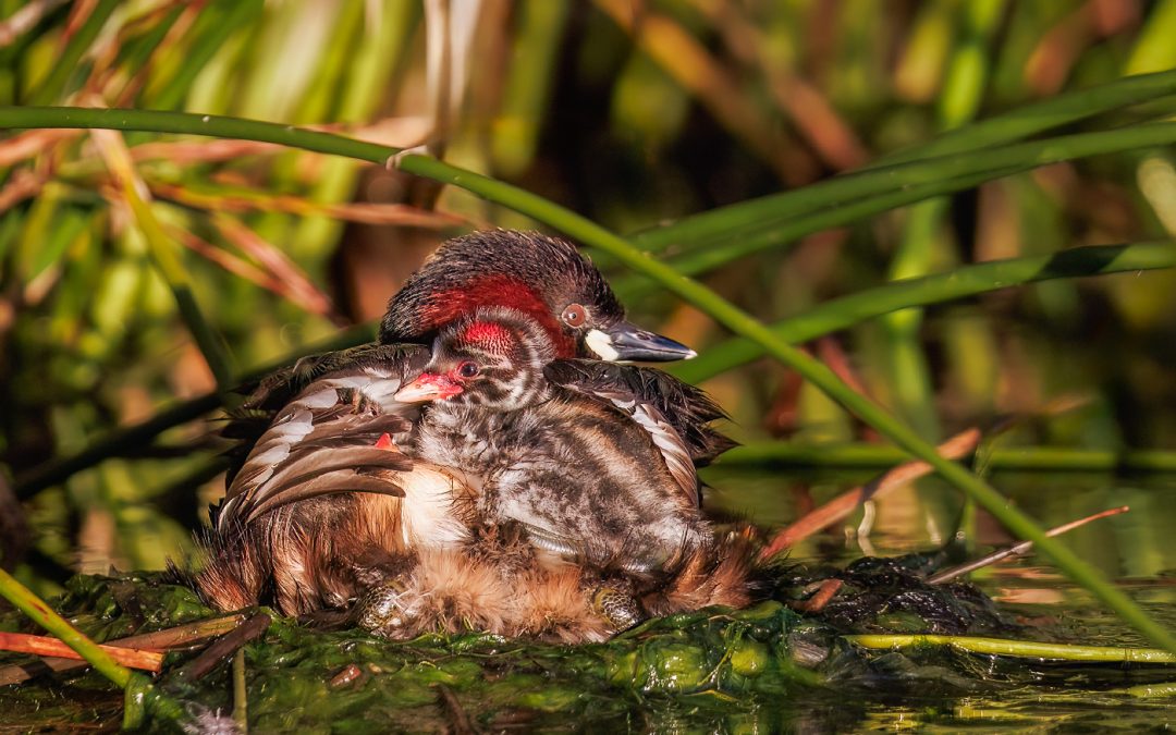 Breeding Success of Little Grebes