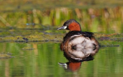 Breeding Success of Little Grebes (Part 2)