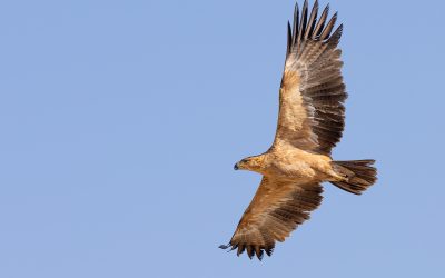 Short Visit to the Kgalagadi (Part One)