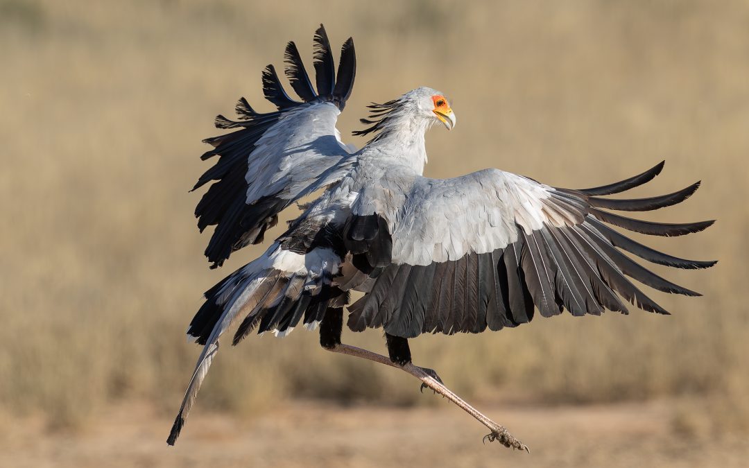 Short Visit to the Kgalagadi (Part Two)
