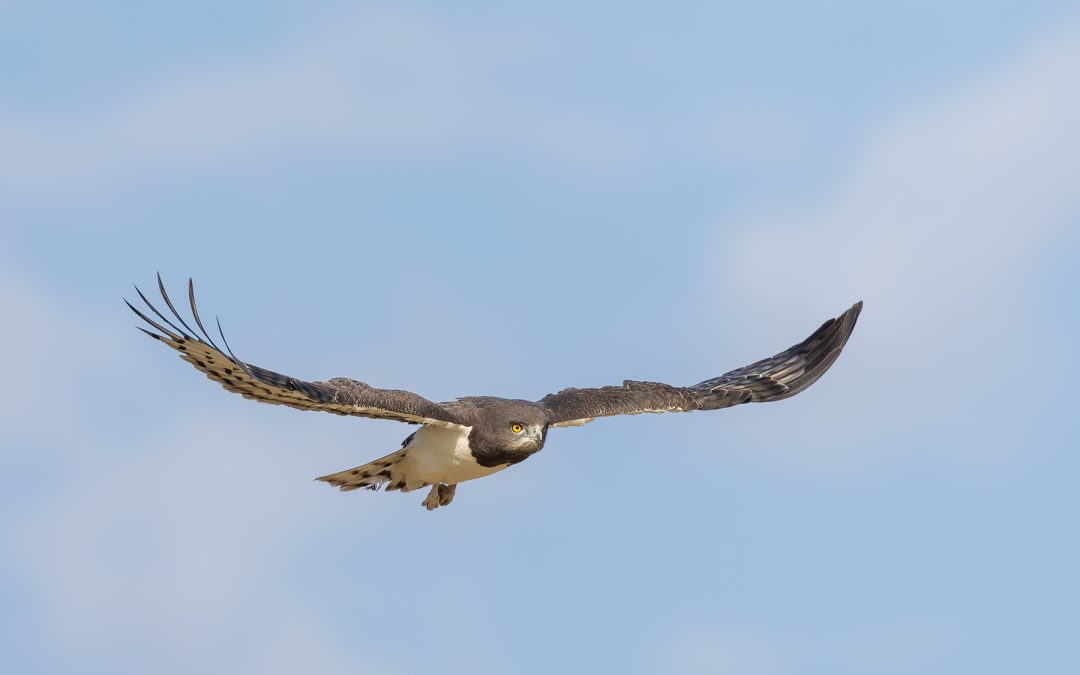 Short Visit to the Kgalagadi (Part Three)