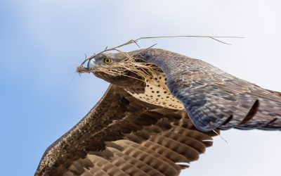 Short Visit to the Kgalagadi (Part Four)