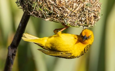 Cape Weaver’s movements when dropping off its nest