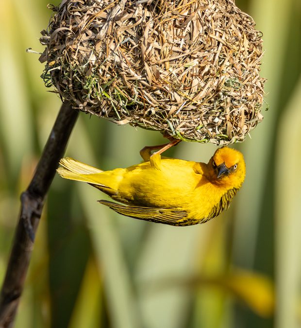 Cape Weaver’s movements when dropping off its nest