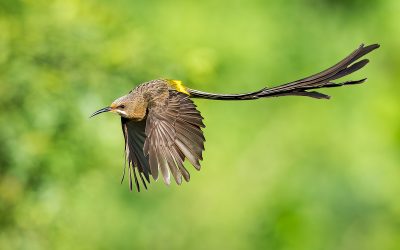 A morning with Cape Sugarbirds