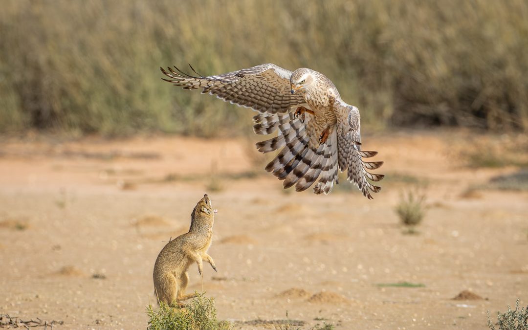 Yellow Mongoose v Pale Chanting Goshawk