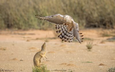 Yellow Mongoose v Pale Chanting Goshawk