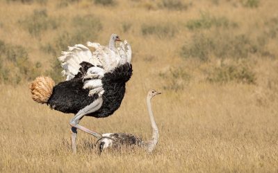 An Ostrich Courtship in the Kgalagadi